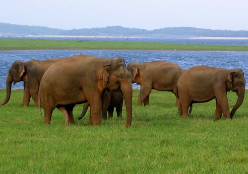 Imageresult for Minneriya & Kaudulla National Parks