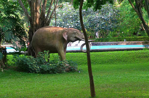 Hotels in the Cultural Triangle : Sigiriya, Dambulla, Polonnaruwa ...