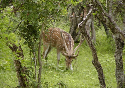 udawalawe national park