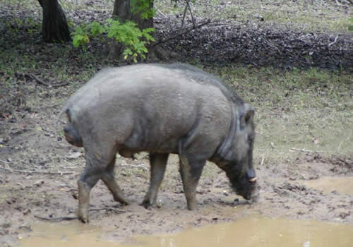 udawalawe national park