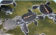 Kosgoda Turtle Hatchery