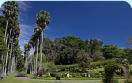 Peradeniya Royal Botanical Gardens