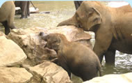 Pinnawela Elephant Orphanage