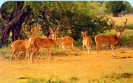 Ruhuna Yala National Park